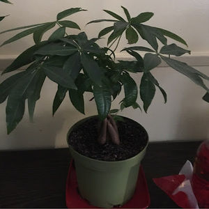 Meet your Posher, Vicky